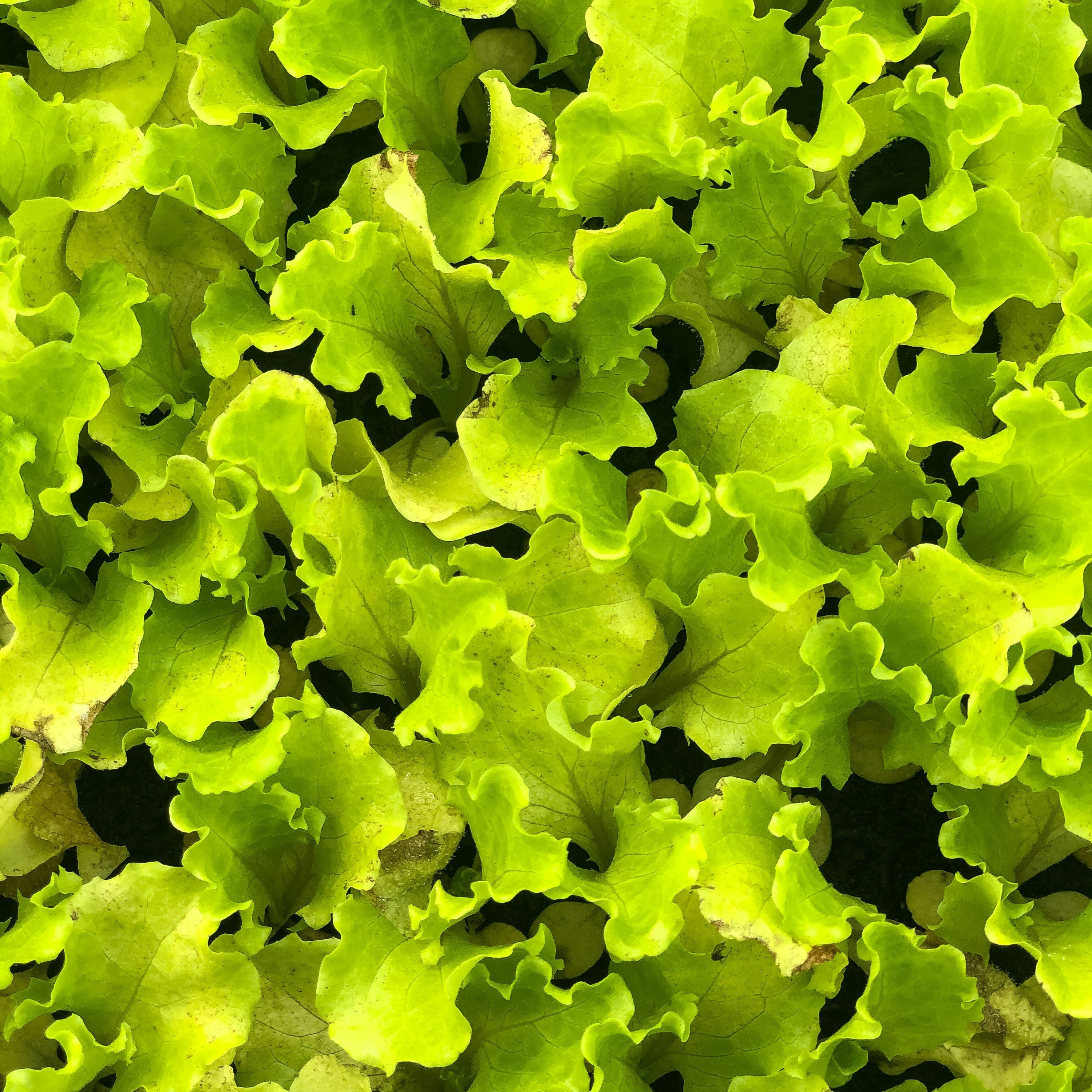 Close-up of green leafy lettuce