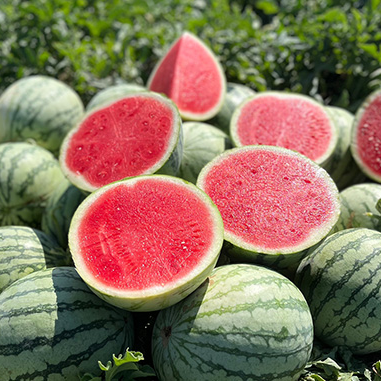 A pile of fresh watermelons on the ground, with several cut open to show the red flesh. Some whole melons have green and dark green striped rinds, while the exposed centers are bright red.
