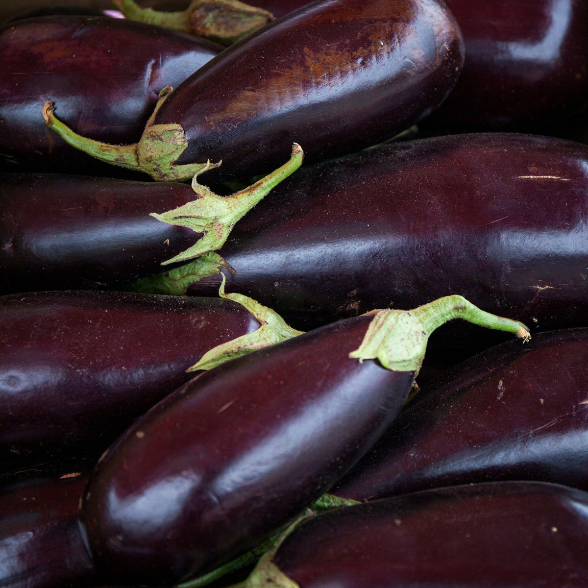 Close-up of dark purple eggplants with green stems.