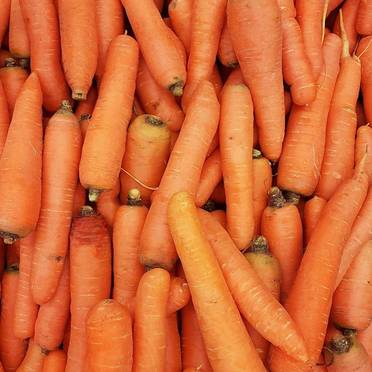 Stack of orange carrots with some dirt on them