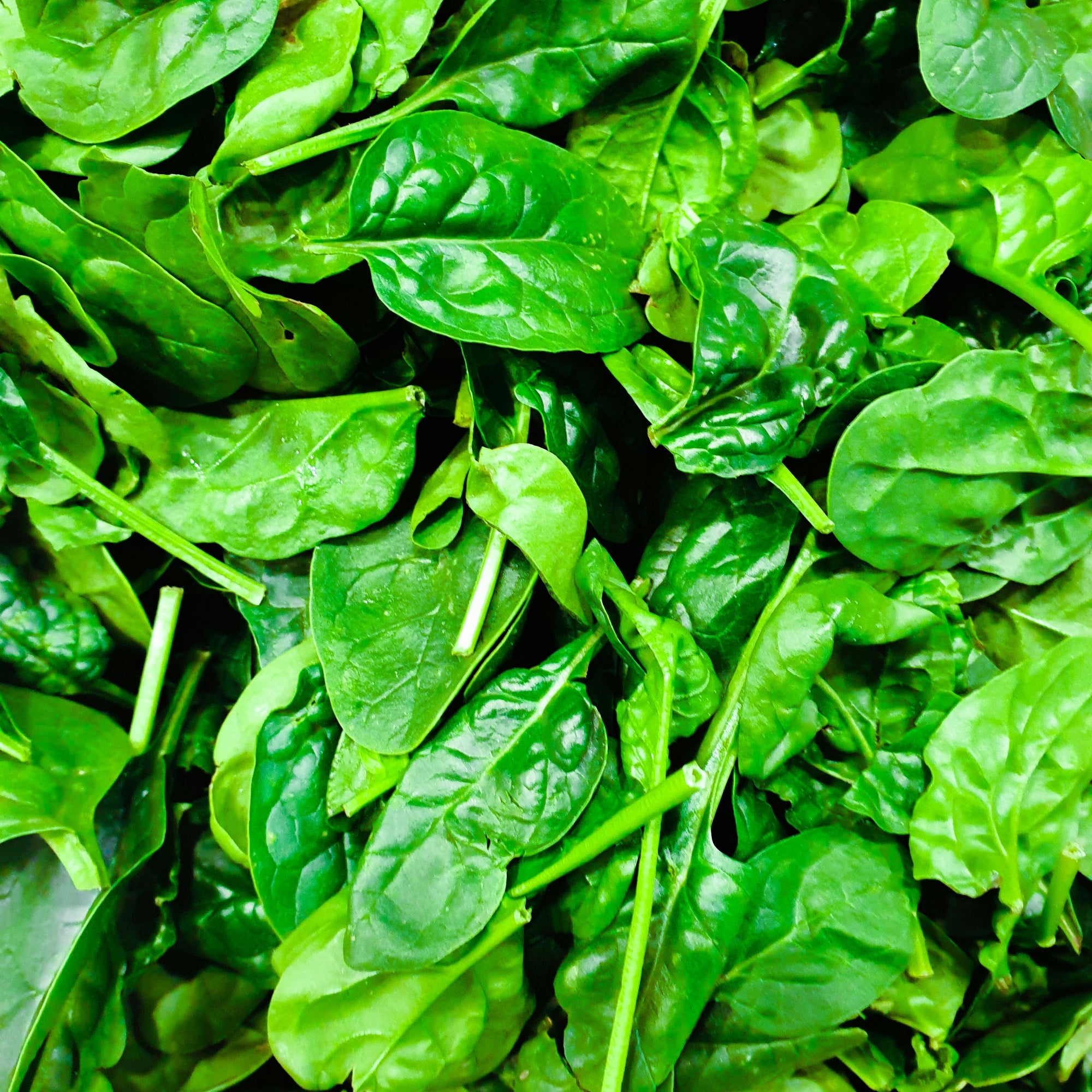Close p of Spinach