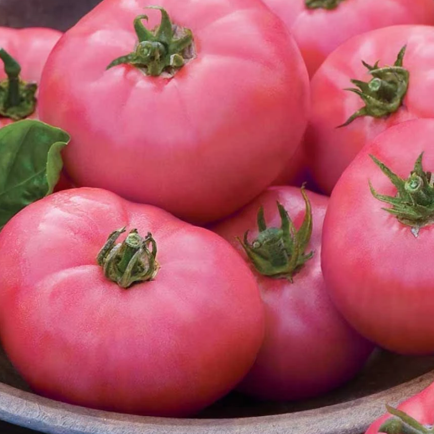 A close-up of Berna Rose Tomatoes 