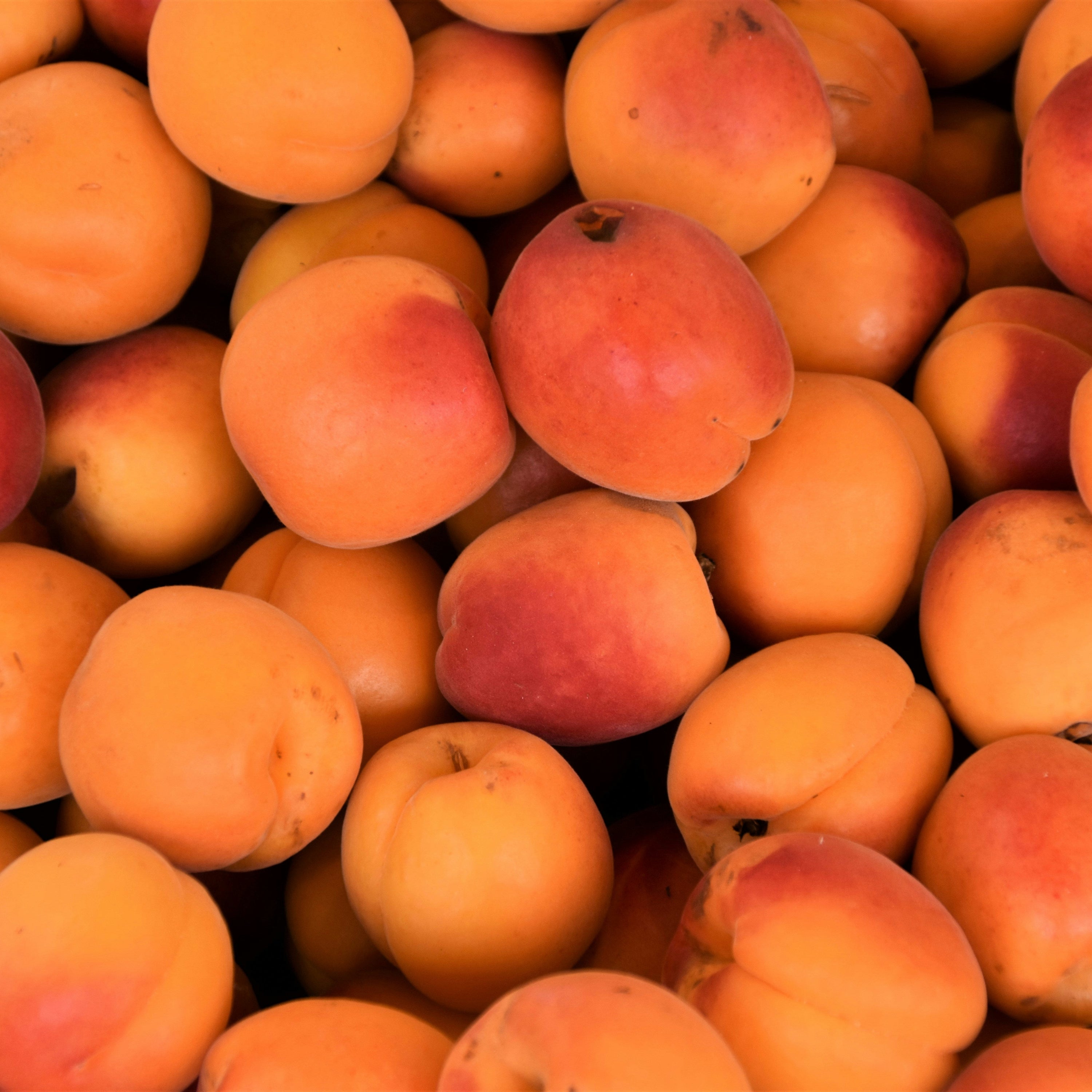 Close-up of a pile of apricots with a soft focus