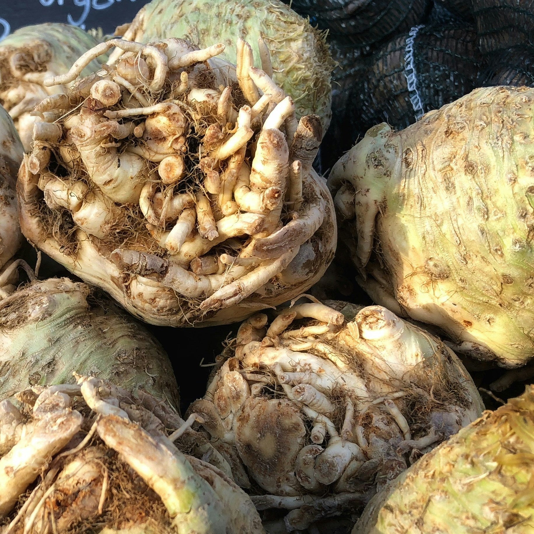 Close up of celeriac 